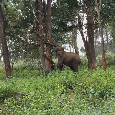 Kuruva Shoreline Wayanad Chegat Экстерьер фото