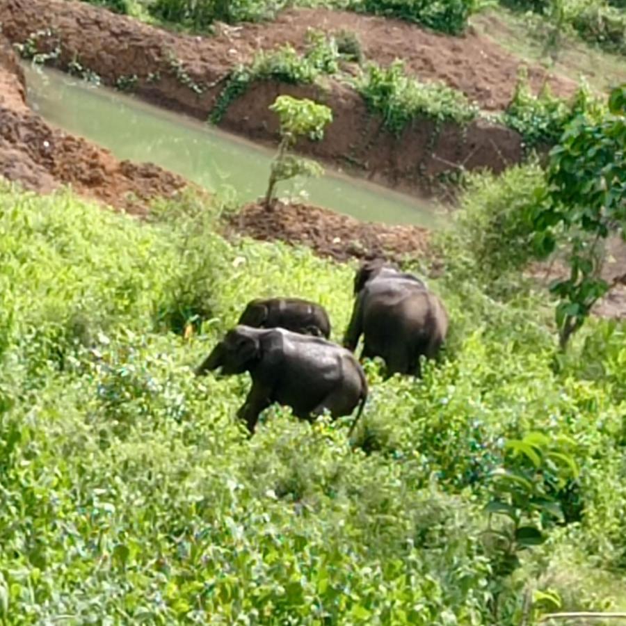 Kuruva Shoreline Wayanad Chegat Экстерьер фото