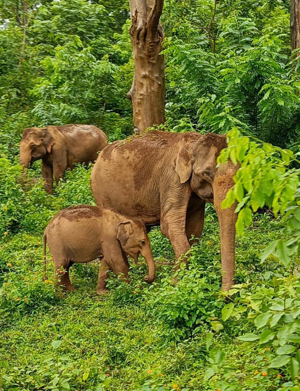 Kuruva Shoreline Wayanad Chegat Экстерьер фото
