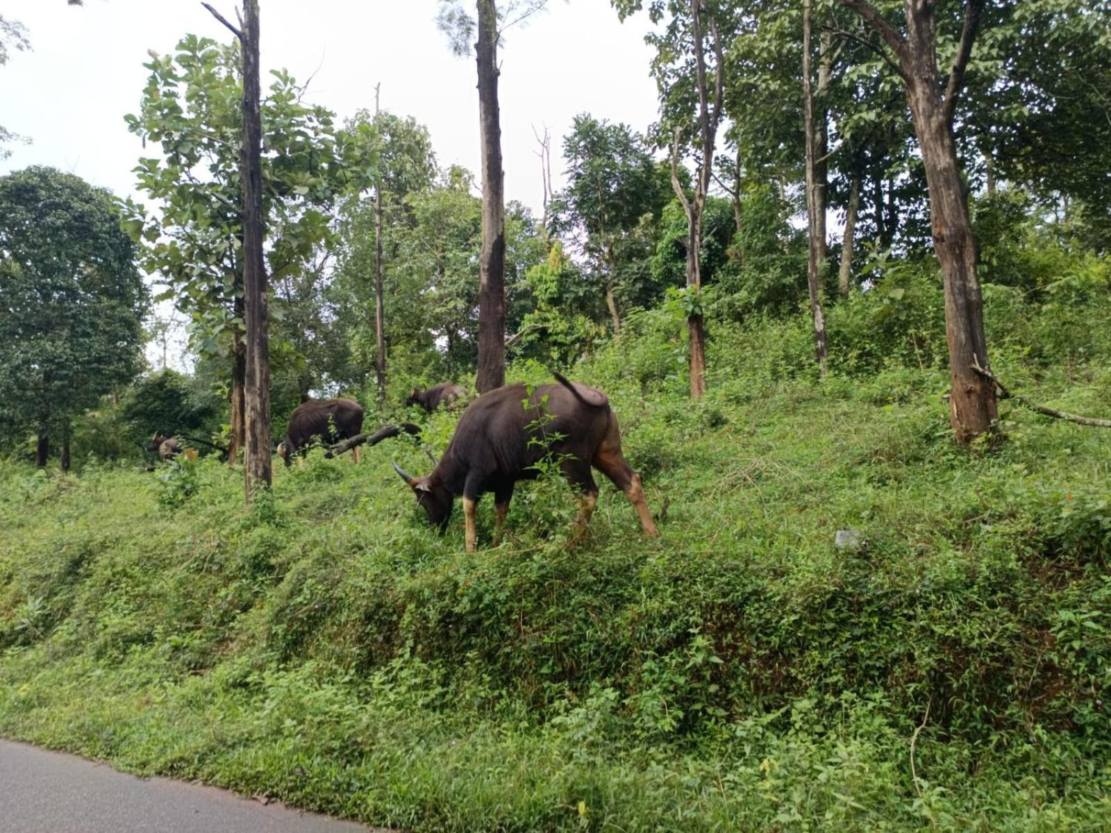 Kuruva Shoreline Wayanad Chegat Экстерьер фото