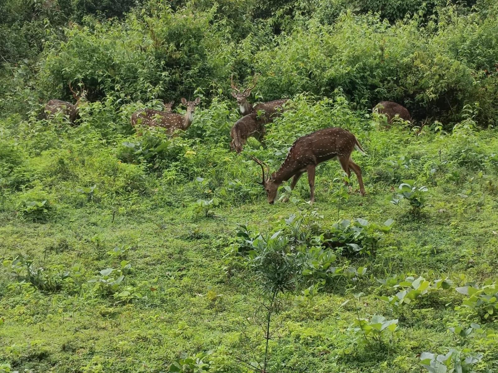 Kuruva Shoreline Wayanad Chegat Экстерьер фото